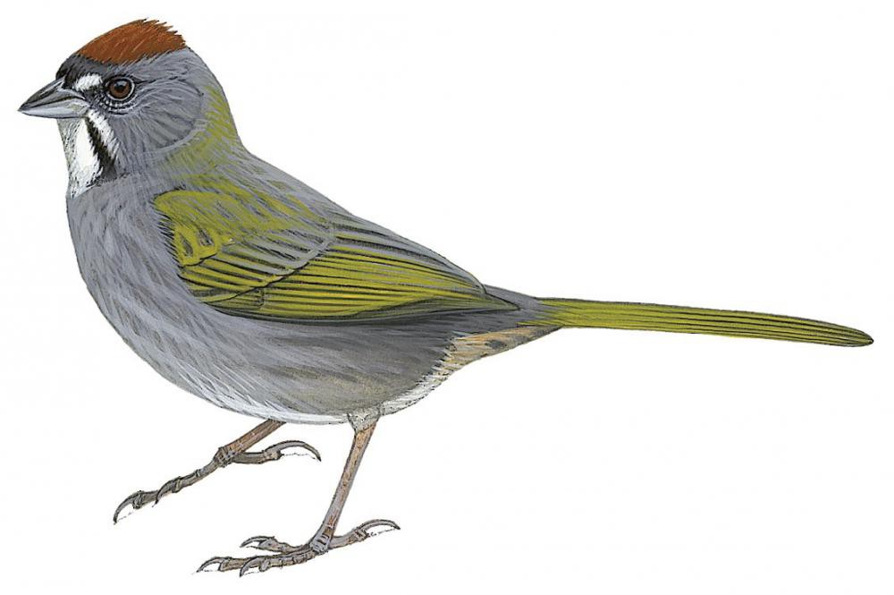 Green-tailed Towhee / Pipilo chlorurus