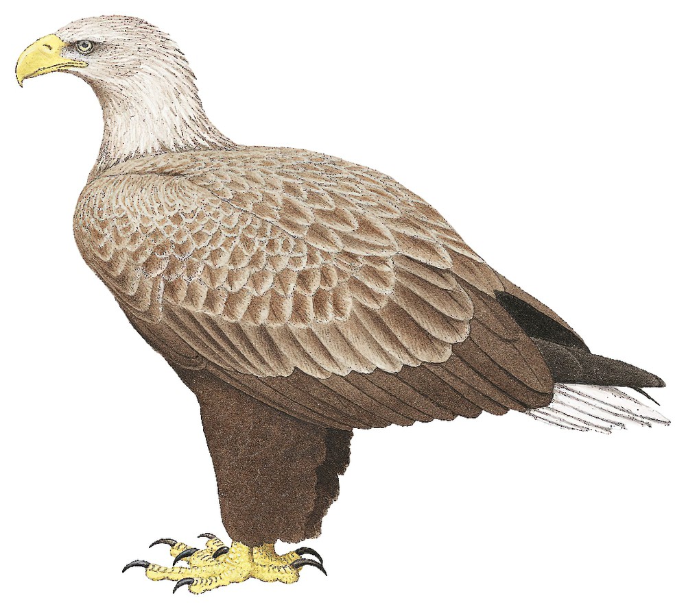 White-tailed Eagle / Haliaeetus albicilla