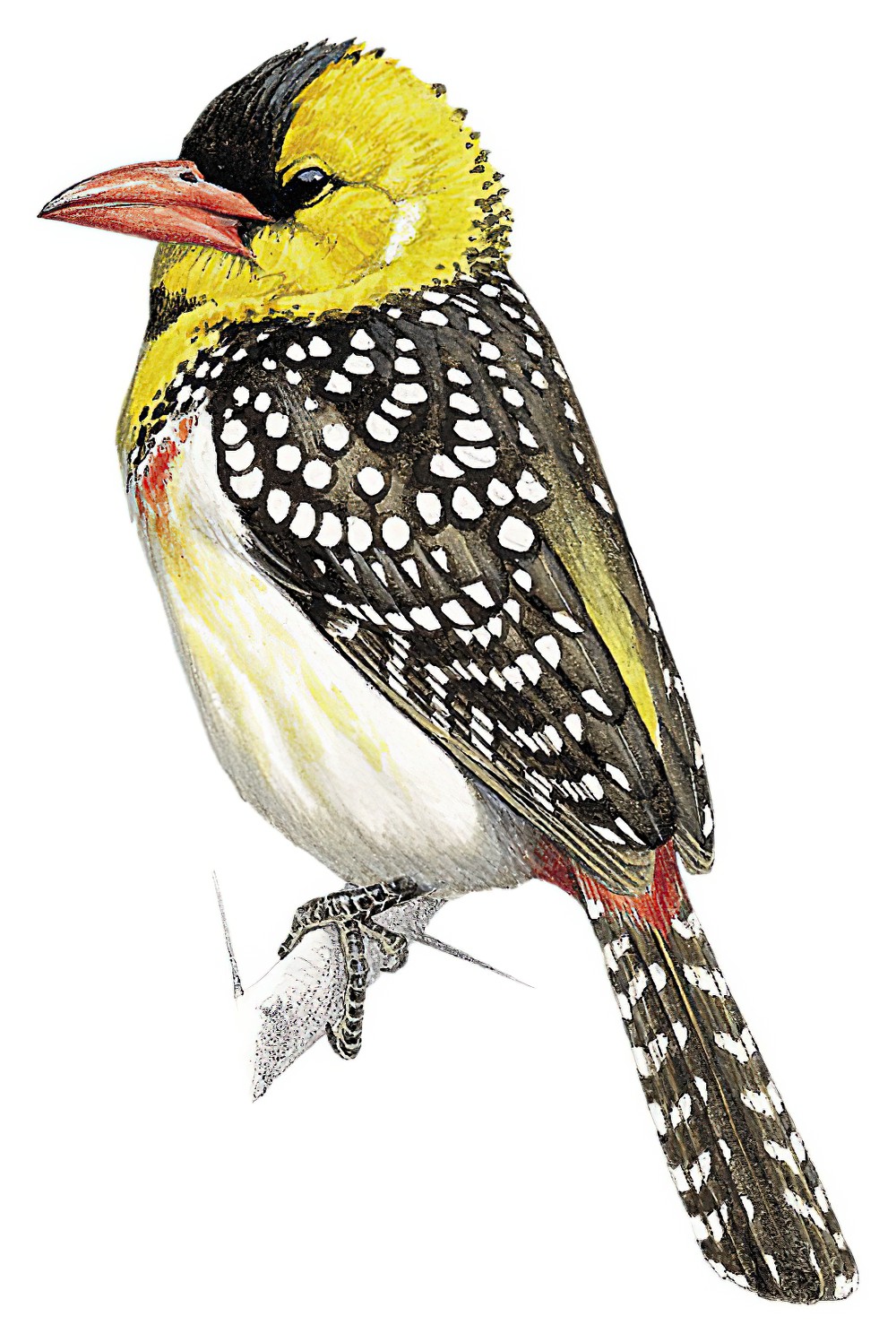 Yellow-breasted Barbet / Trachyphonus margaritatus