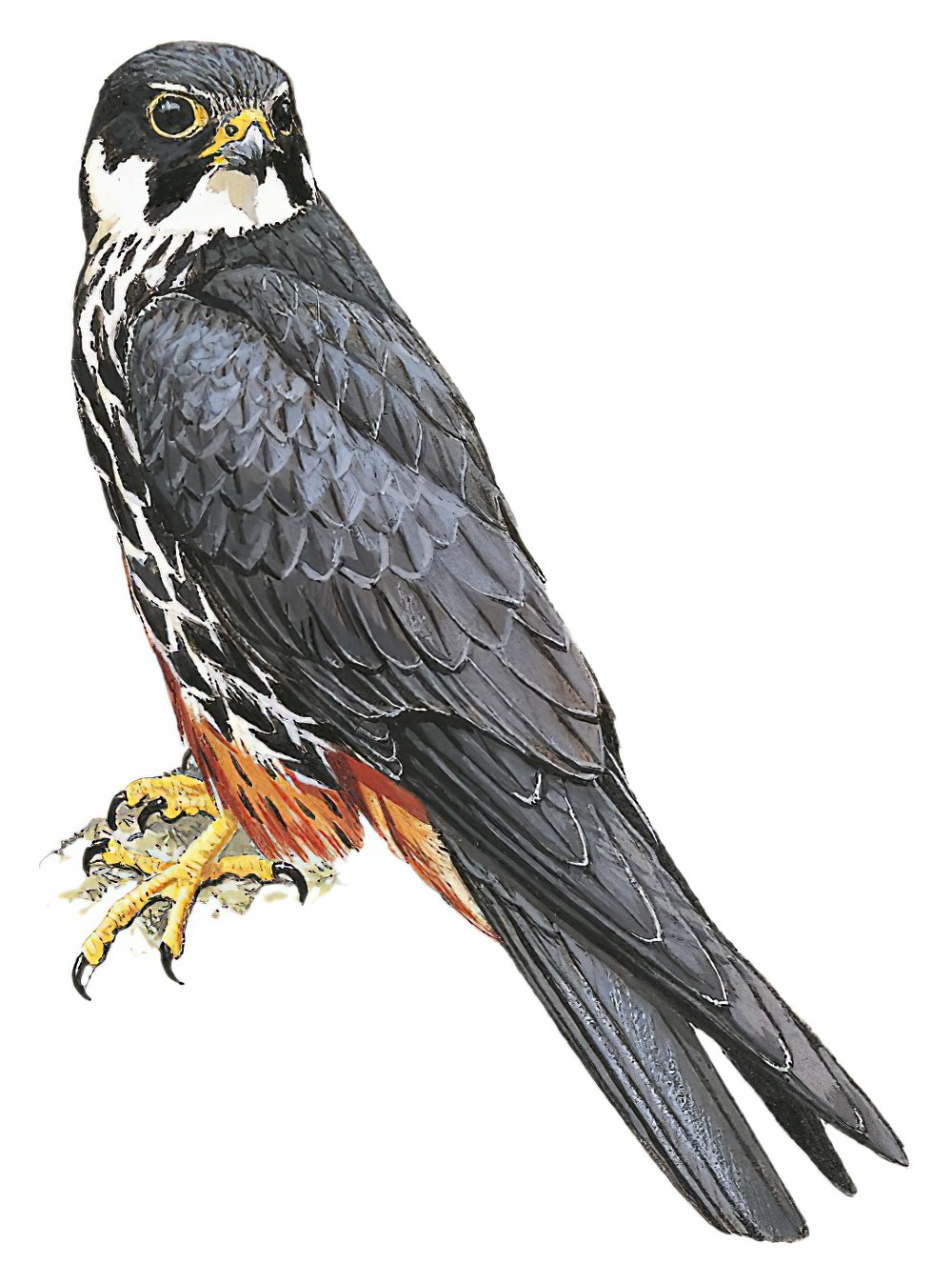 Eurasian Hobby / Falco subbuteo