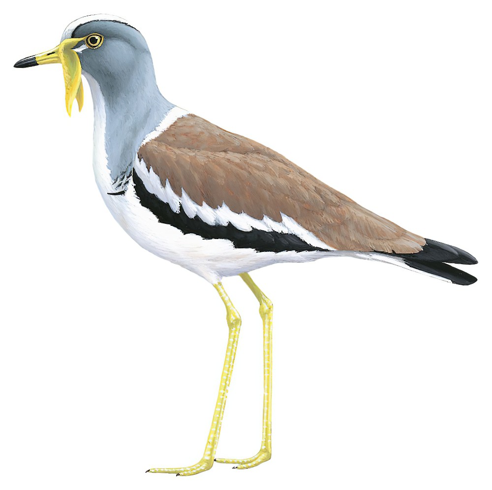 White-headed Lapwing / Vanellus albiceps