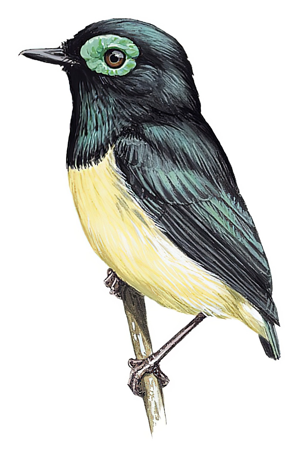 Black-necked Wattle-eye / Platysteira chalybea