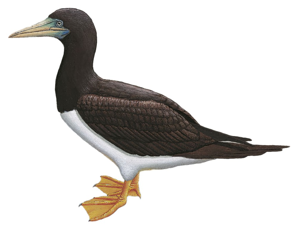 Brown Booby / Sula leucogaster