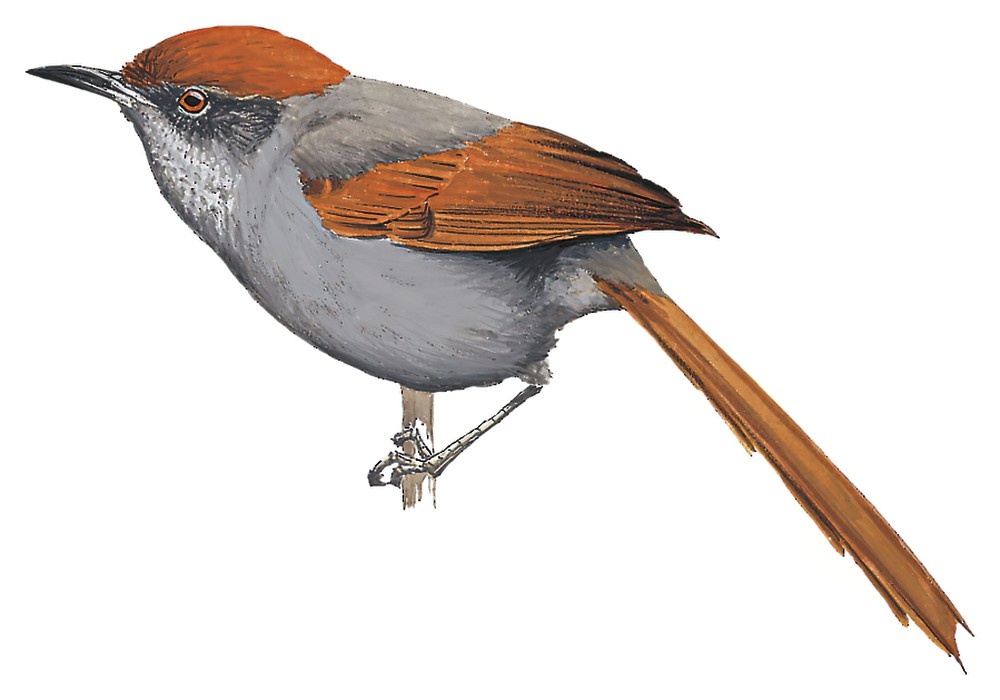 Pinto\'s Spinetail / Synallaxis infuscata