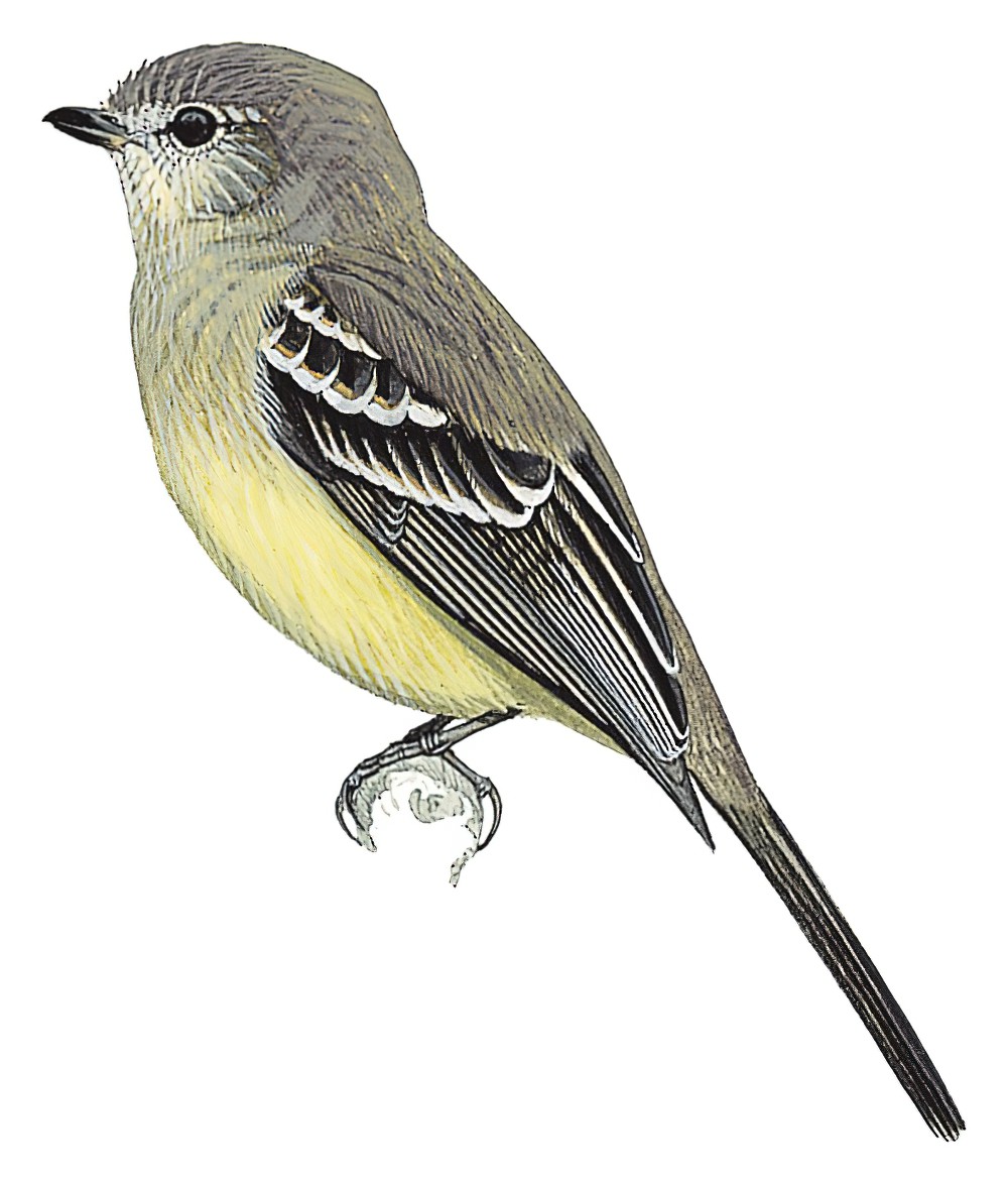 Southern Scrub-Flycatcher / Sublegatus modestus