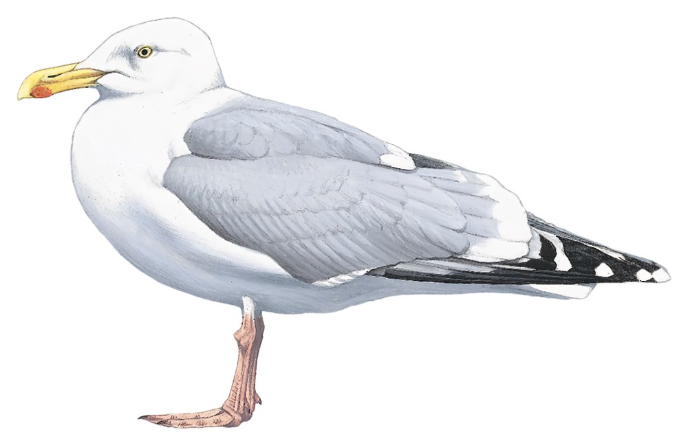 Herring Gull / Larus argentatus