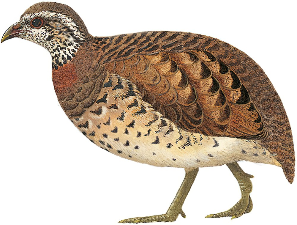 Scaly-breasted Partridge / Arborophila chloropus