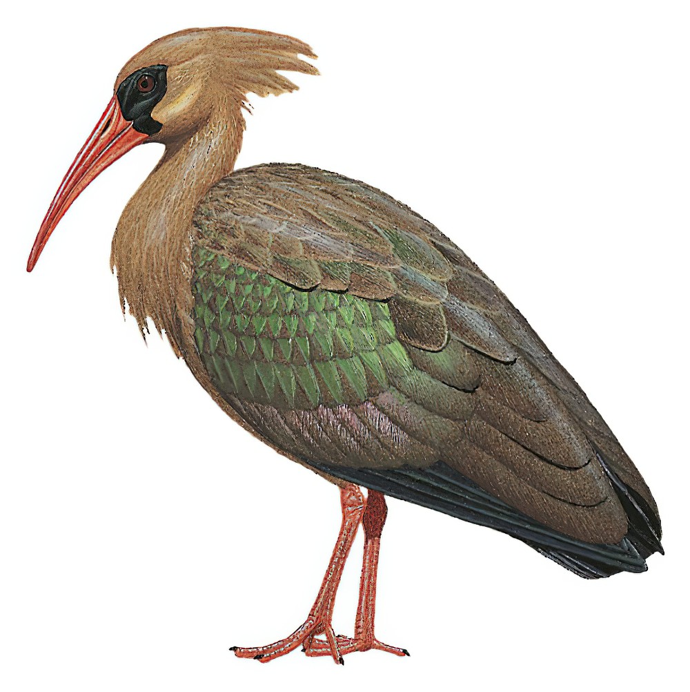 Olive Ibis / Bostrychia olivacea