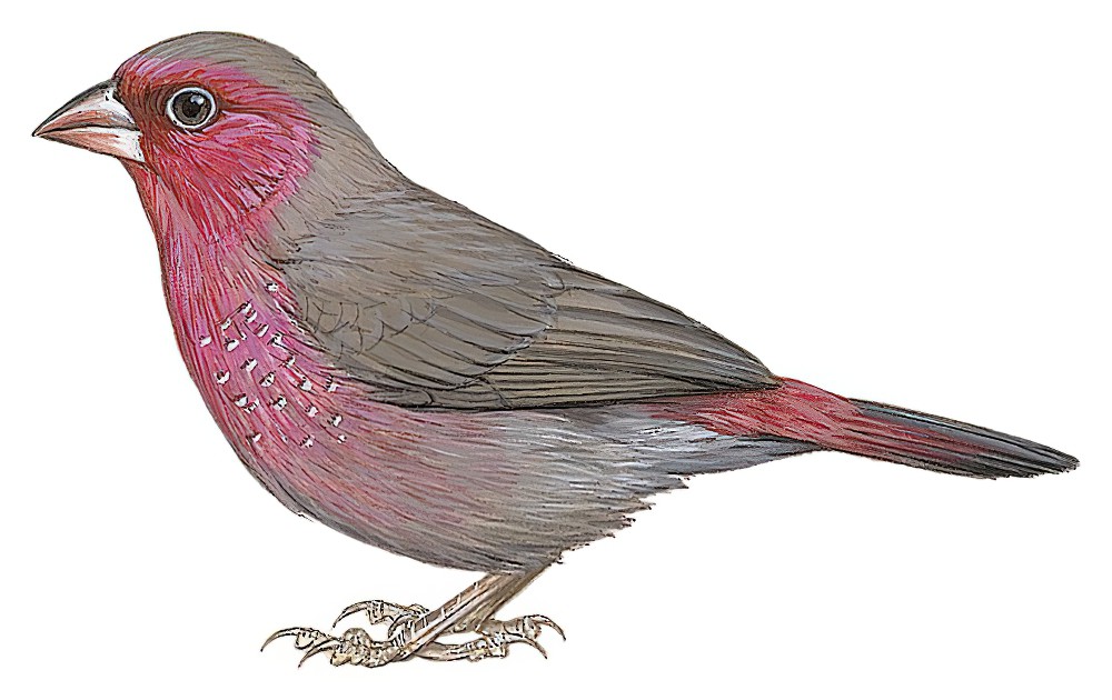 Bar-breasted Firefinch / Lagonosticta rufopicta