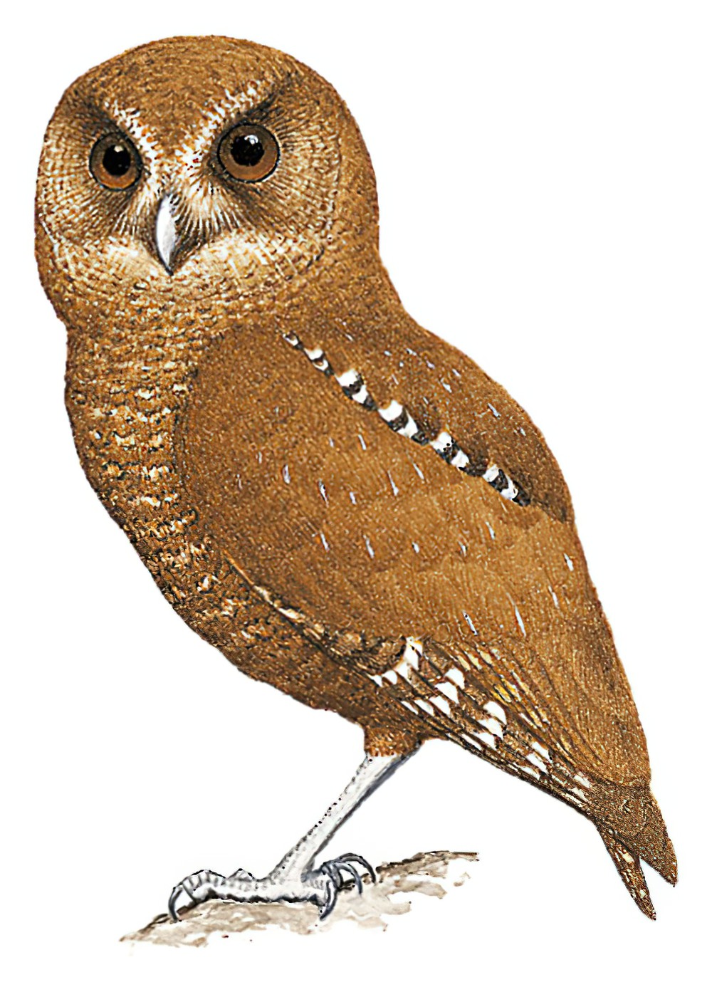Palau Owl / Pyrroglaux podargina