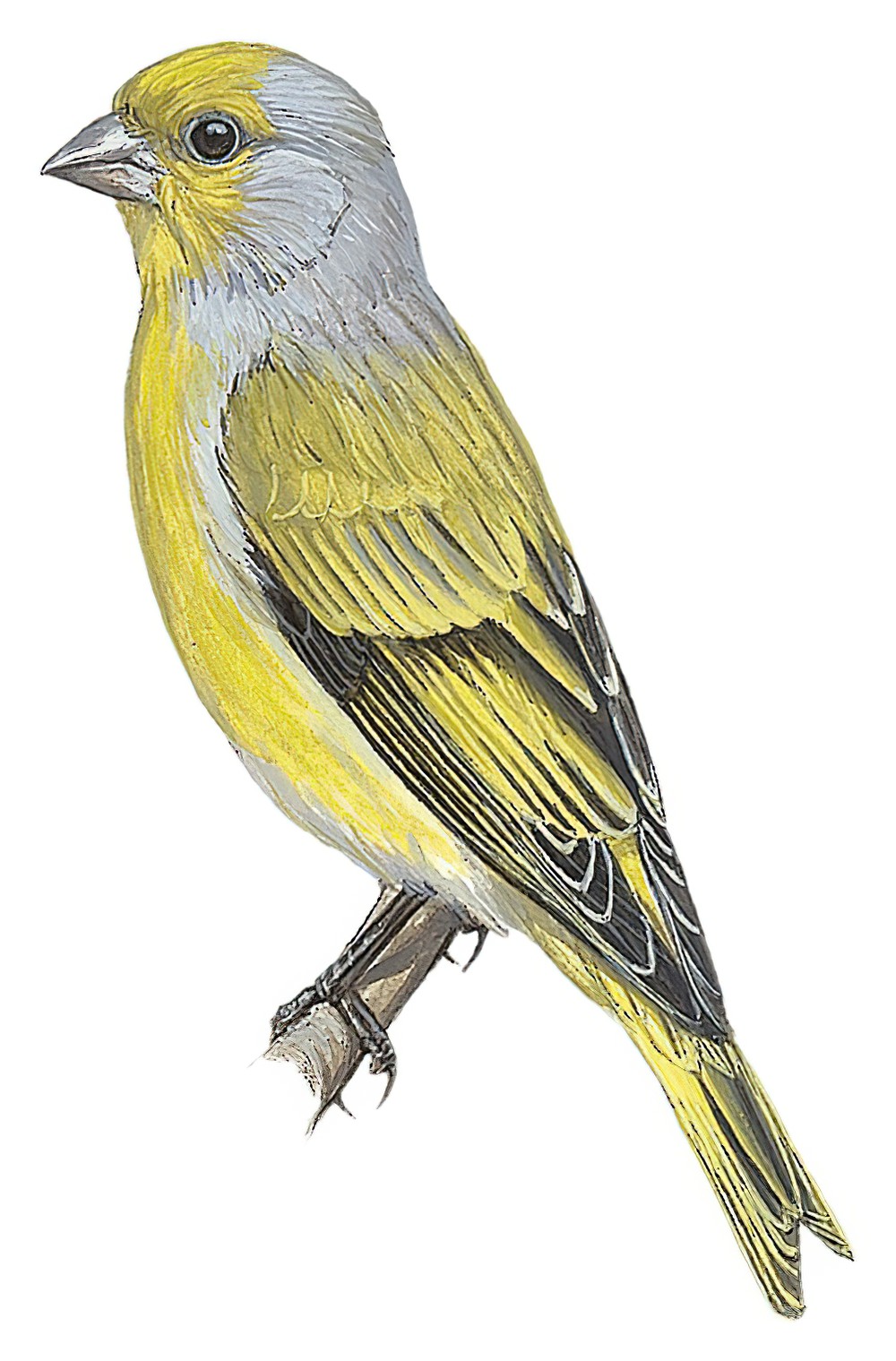 Cape Canary / Serinus canicollis