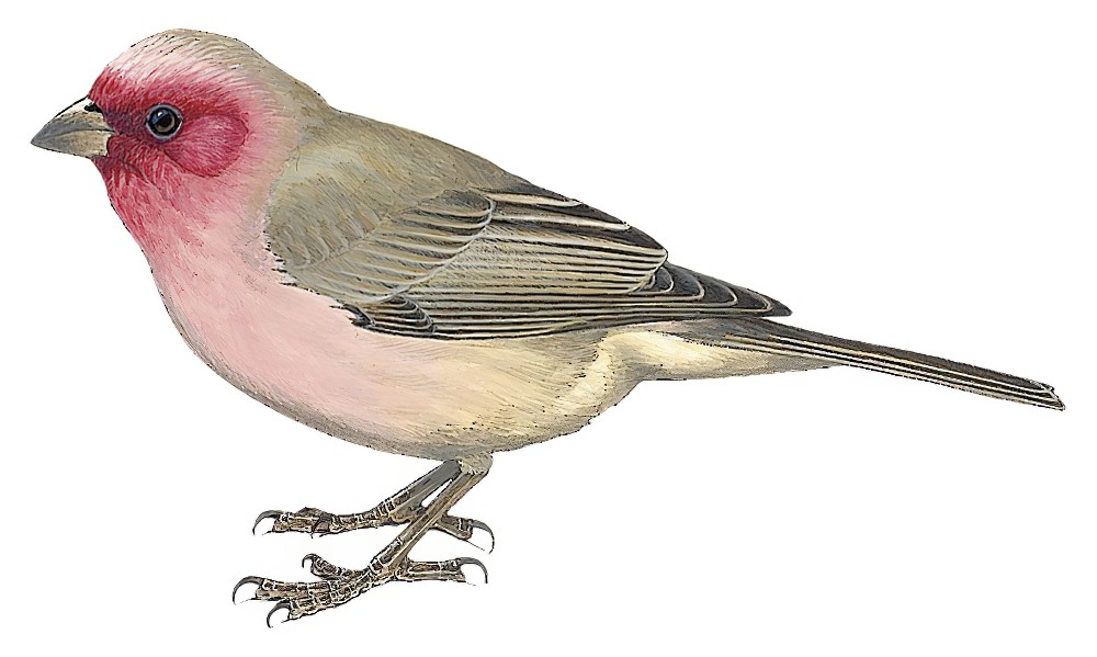 Pale Rosefinch / Carpodacus stoliczkae