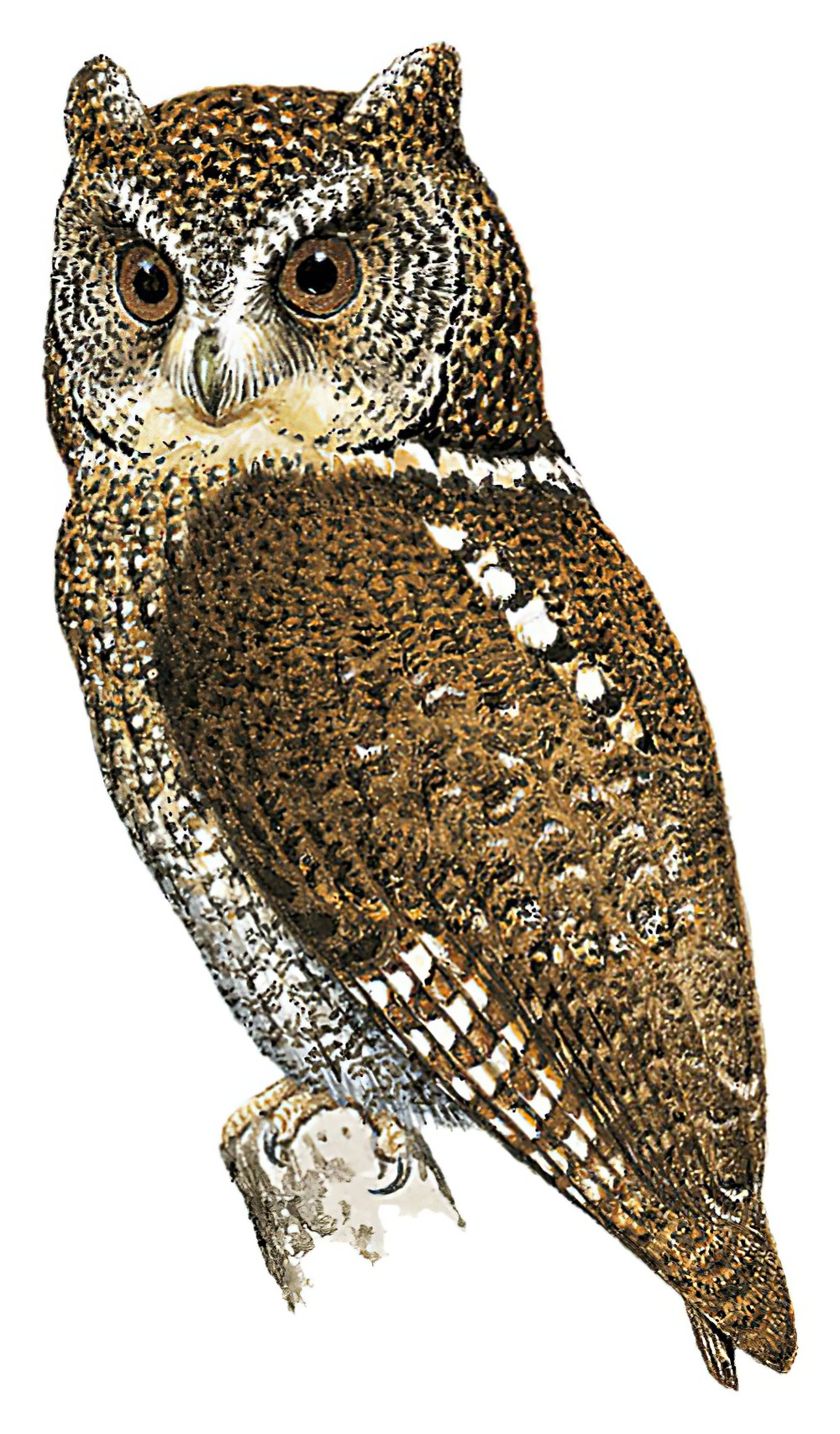 Mindanao Scops-Owl / Otus mirus