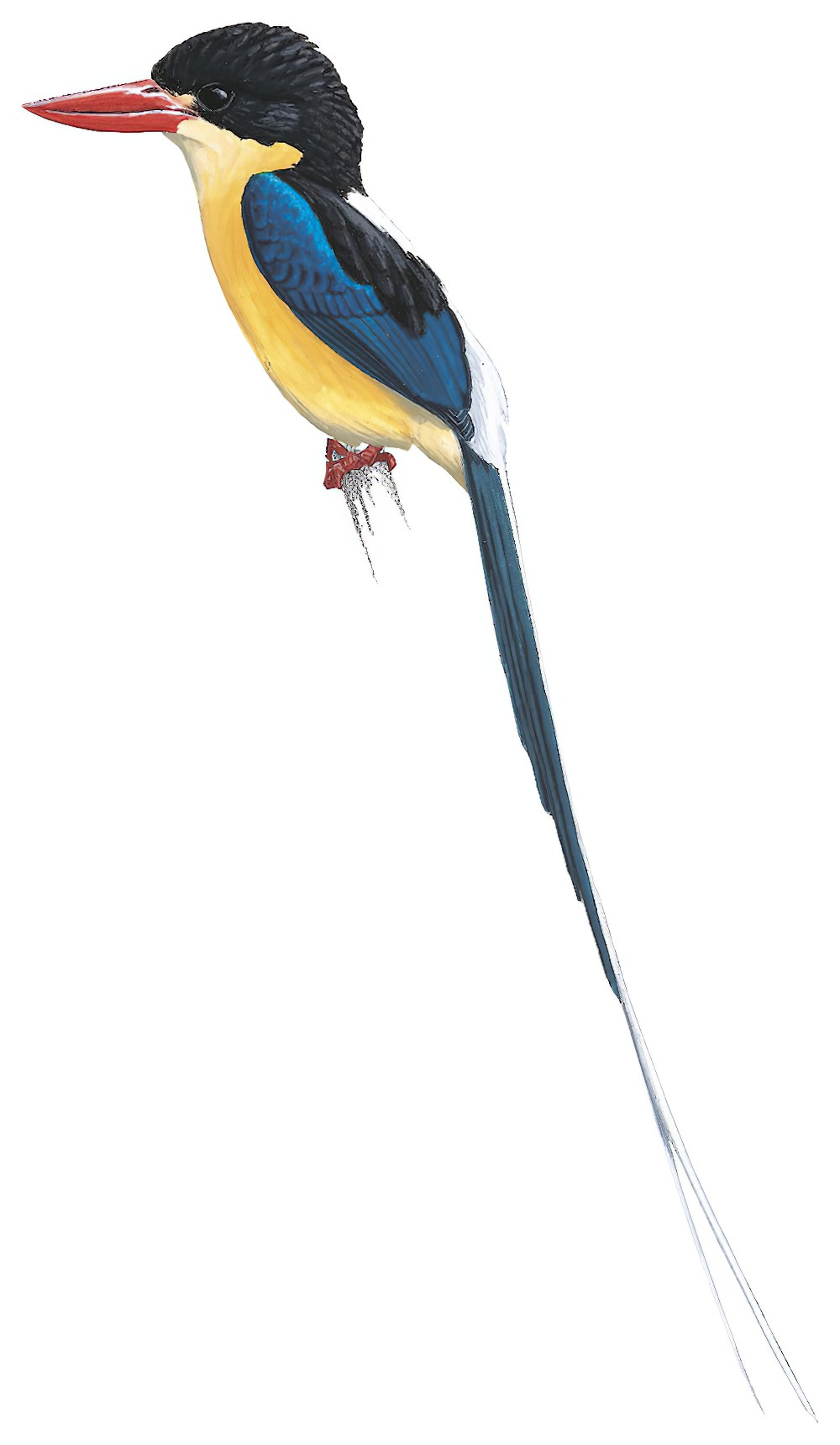 Black-capped Paradise-Kingfisher / Tanysiptera nigriceps