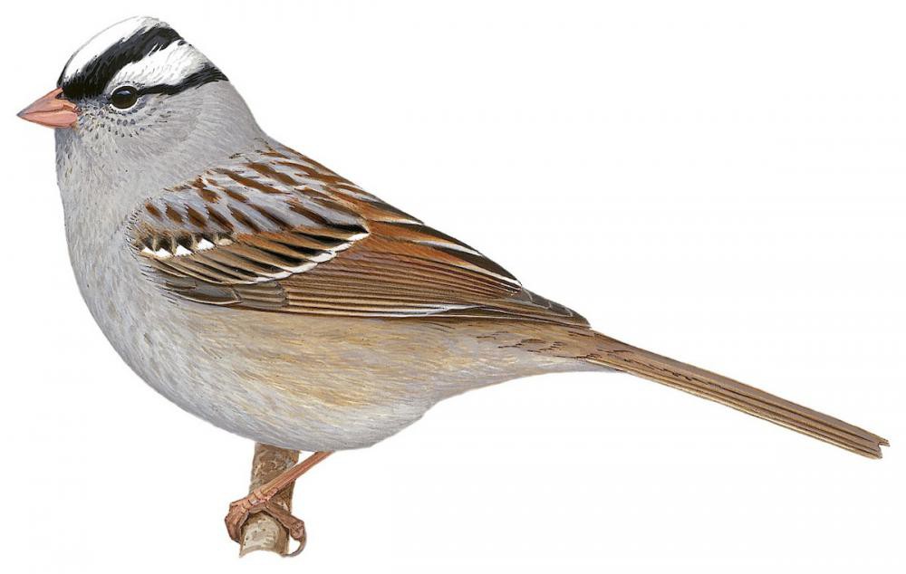 White-crowned Sparrow / Zonotrichia leucophrys