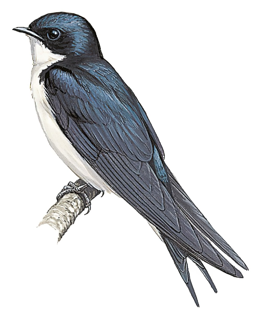 Pearl-breasted Swallow / Hirundo dimidiata