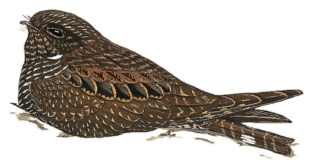 Band-tailed Nighthawk / Nyctiprogne leucopyga