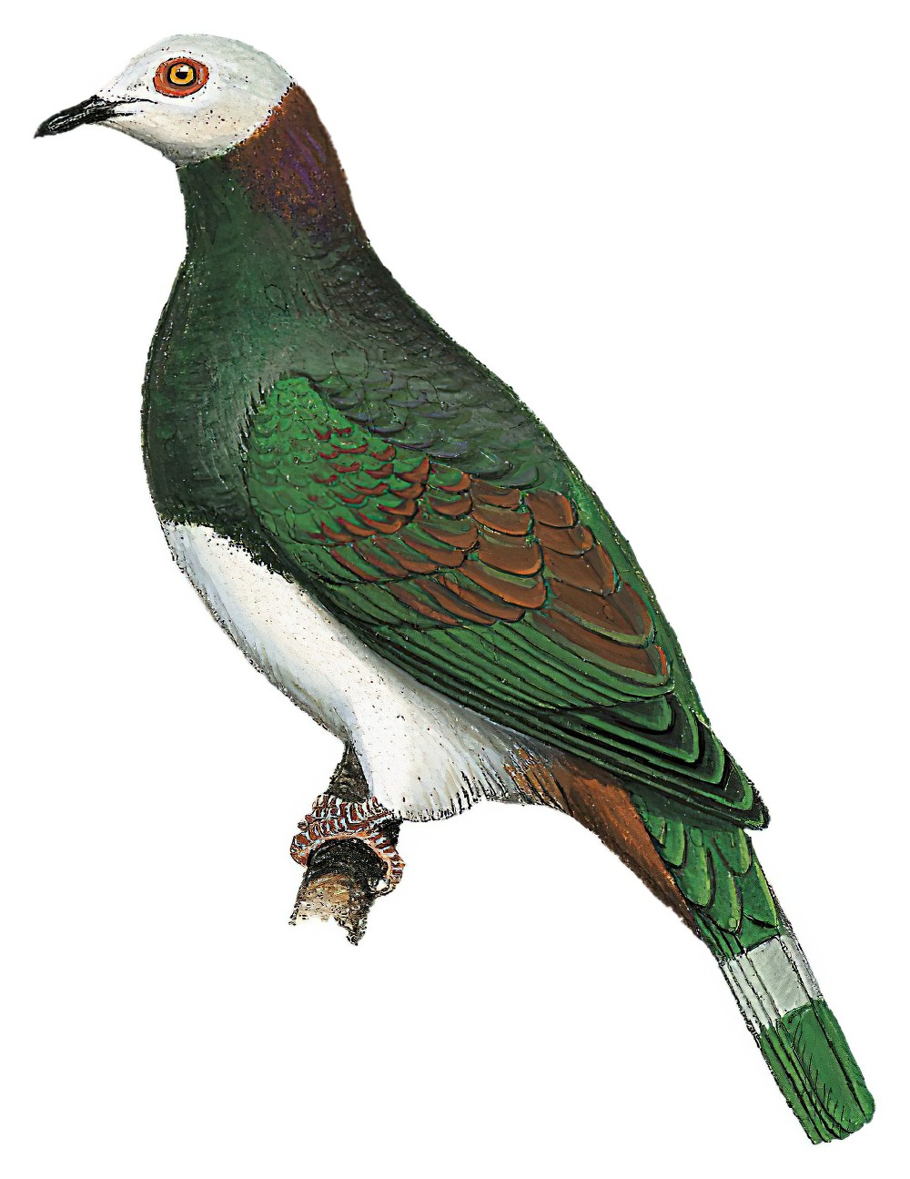 White-bellied Imperial-Pigeon / Ducula forsteni