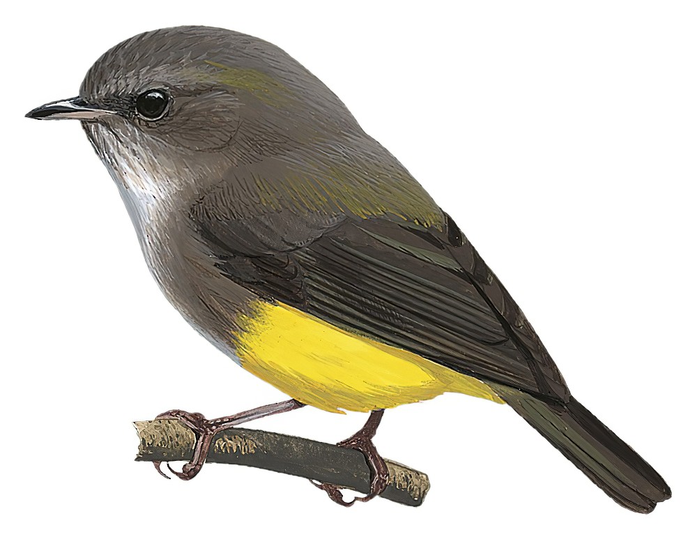 Yellow-bellied Robin / Eopsaltria flaviventris
