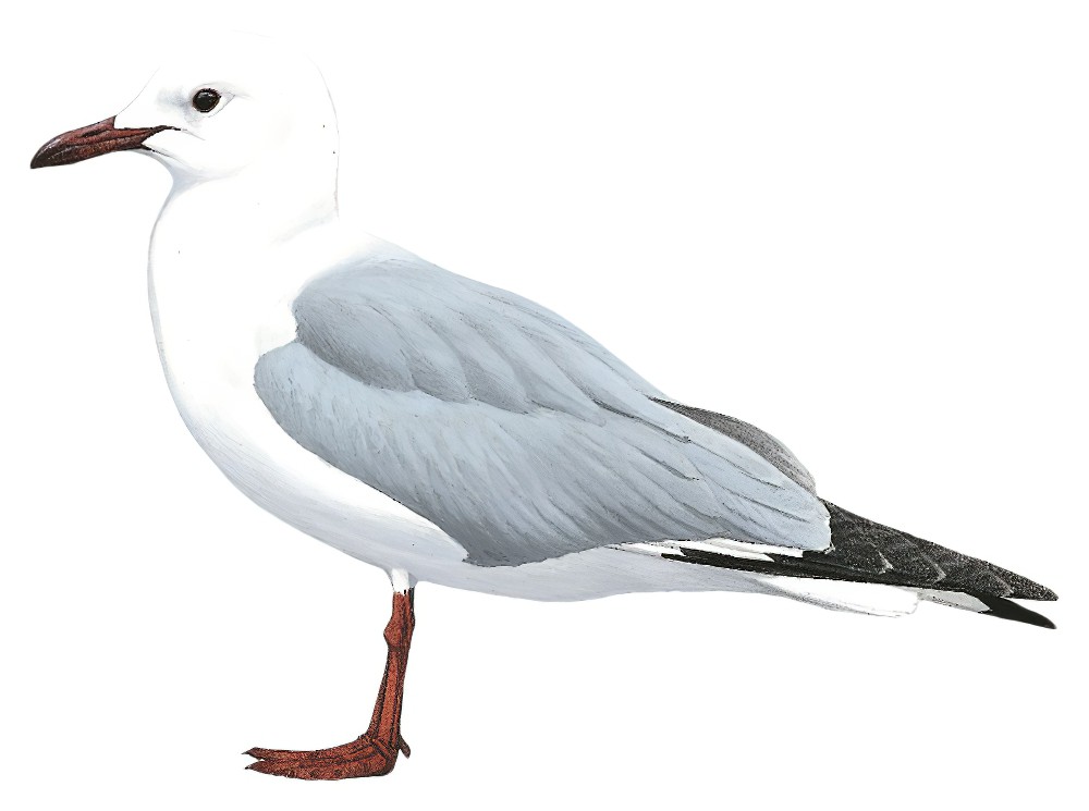 Hartlaub\'s Gull / Chroicocephalus hartlaubii