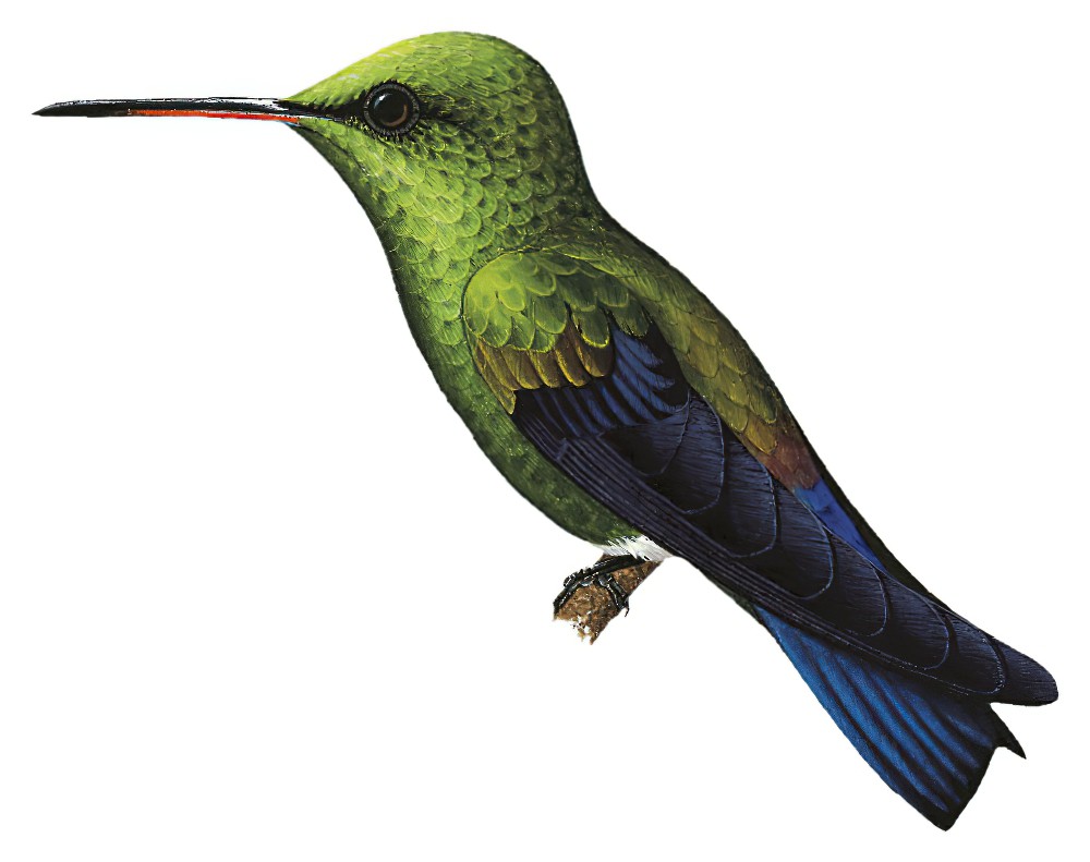 Blue-vented Hummingbird / Amazilia hoffmanni