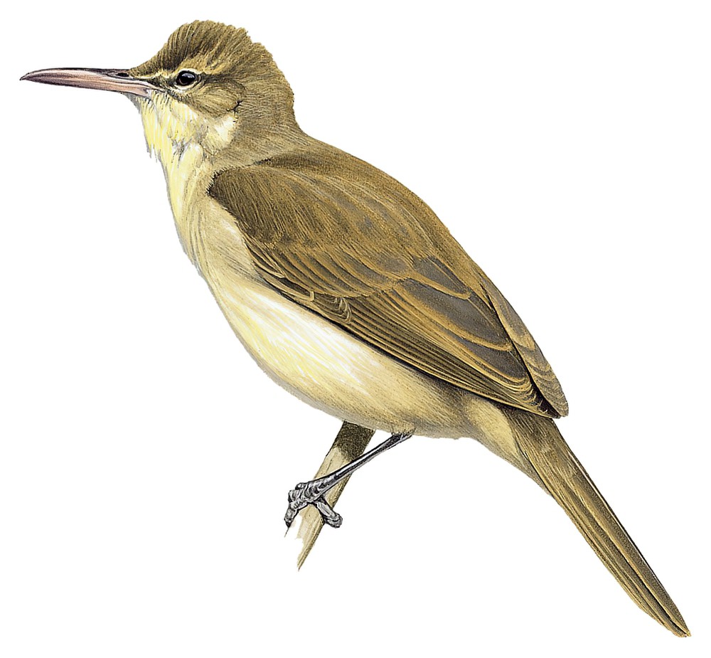 Nightingale Reed Warbler / Acrocephalus luscinius