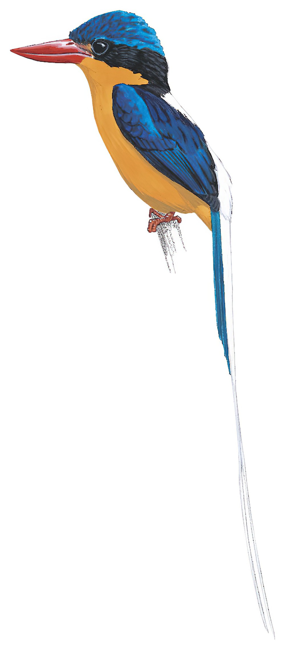 Buff-breasted Paradise-Kingfisher / Tanysiptera sylvia