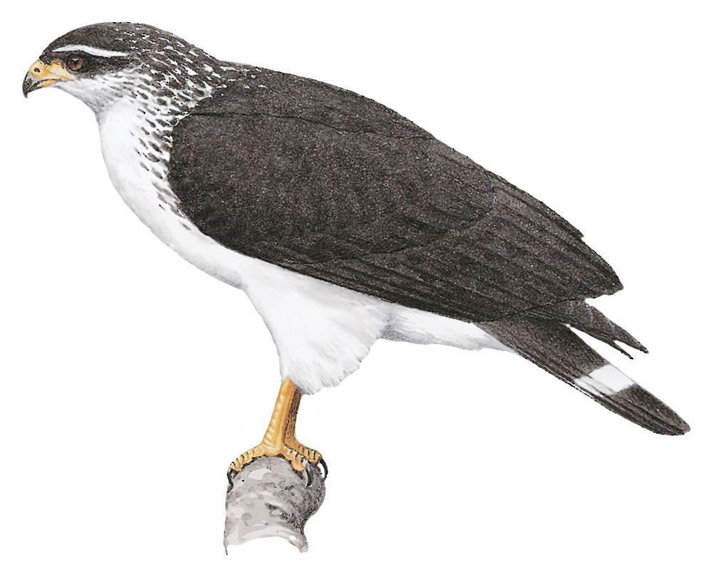 White-browed Hawk / Leucopternis kuhli