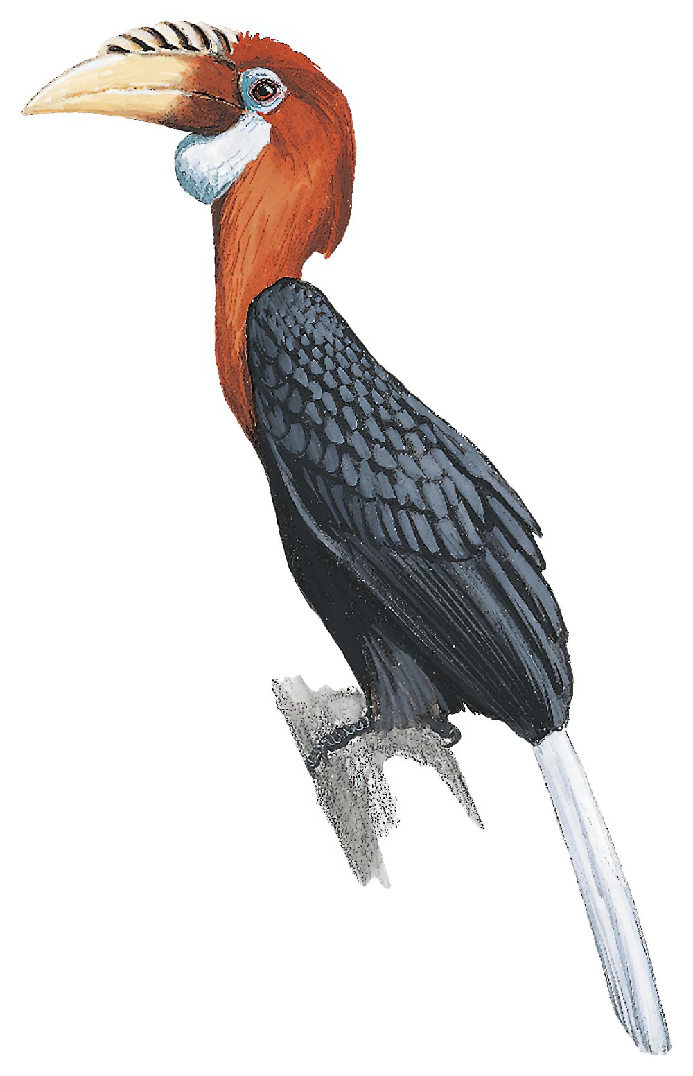 Narcondam Hornbill / Rhyticeros narcondami