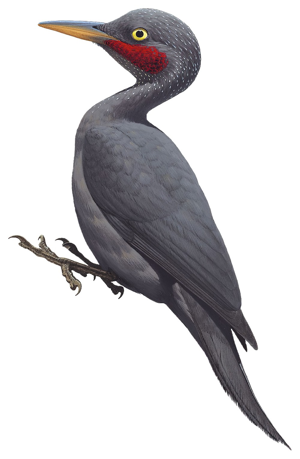 Southern Sooty-Woodpecker / Mulleripicus fuliginosus