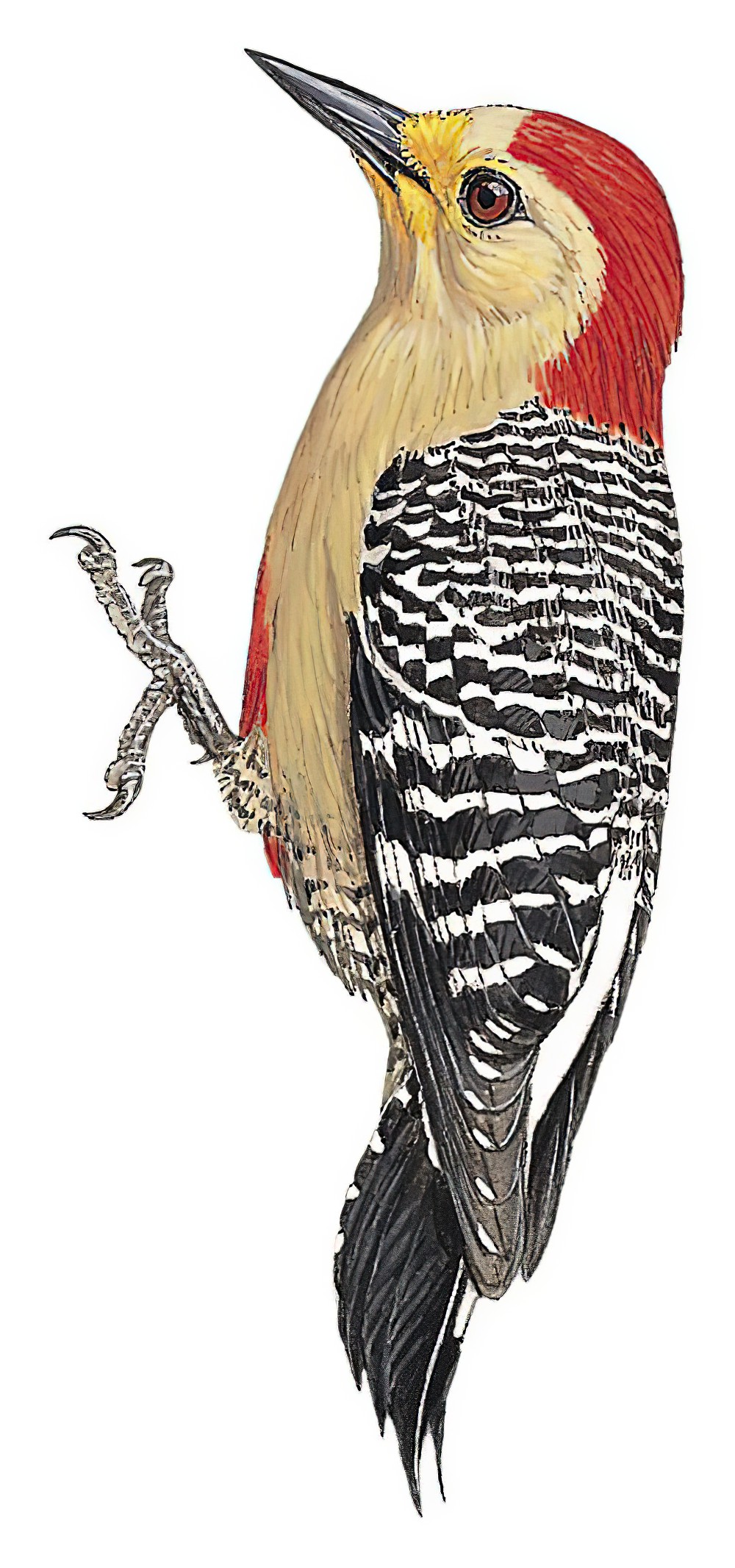 Yucatan Woodpecker / Melanerpes pygmaeus