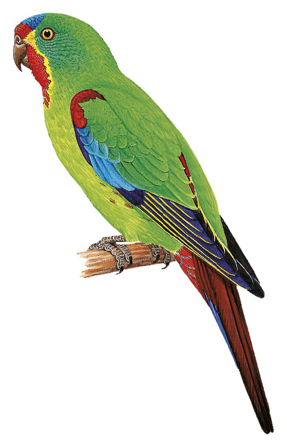 Swift Parrot / Lathamus discolor