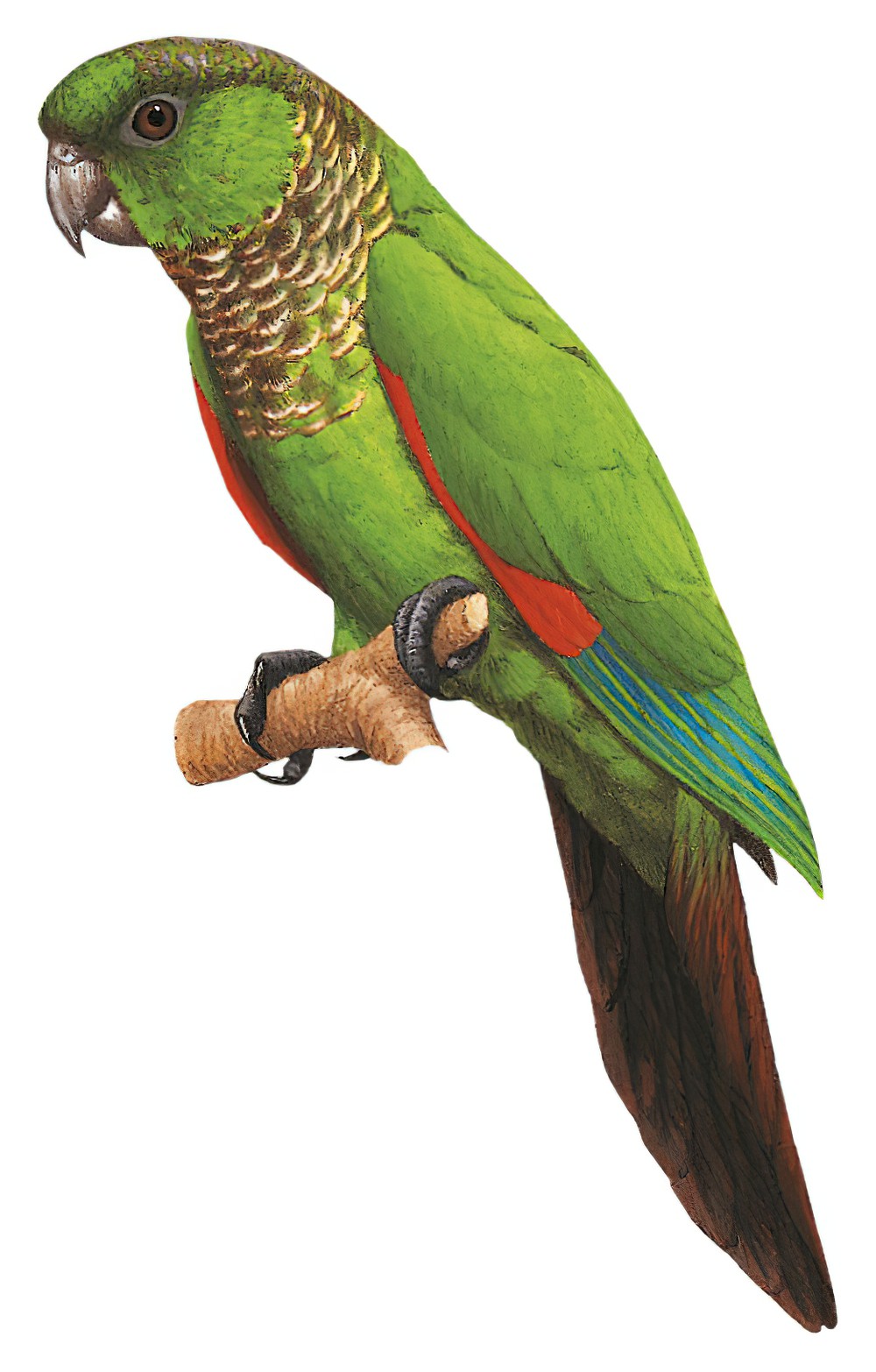 Maroon-tailed Parakeet / Pyrrhura melanura