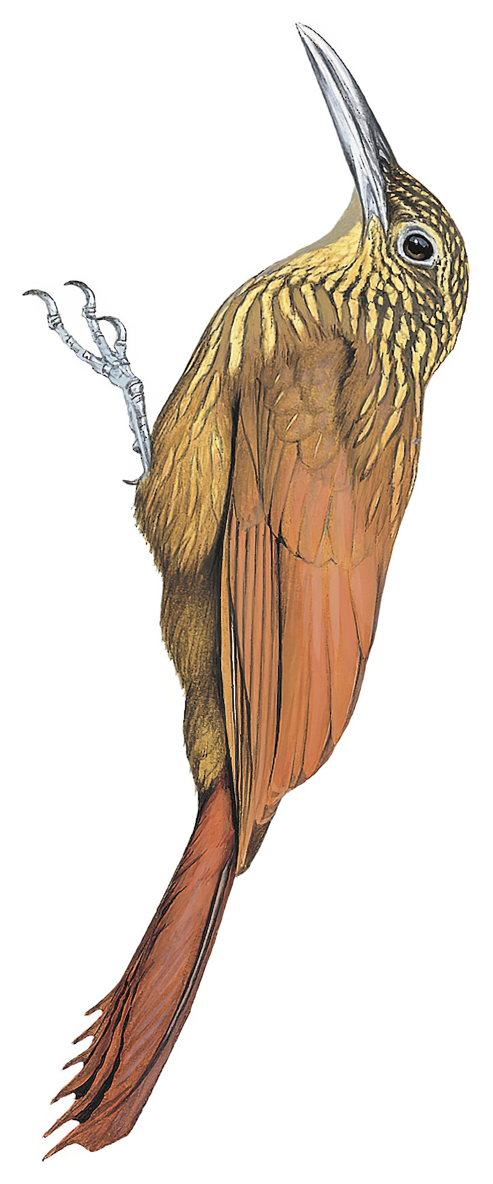 Buff-throated Woodcreeper / Xiphorhynchus guttatus
